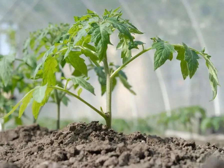 Выбираем почву для томатов в теплице: советы агротехников для высоких урожаев