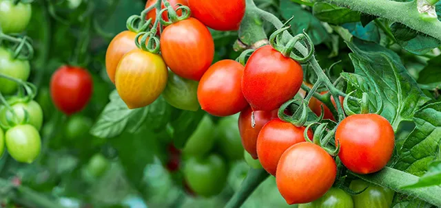 Лучшие сорта томатов для поликарбонатных теплиц